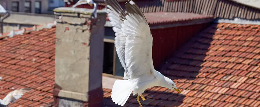 Residential Chimney Animal Removal Solution in Lamont, CA