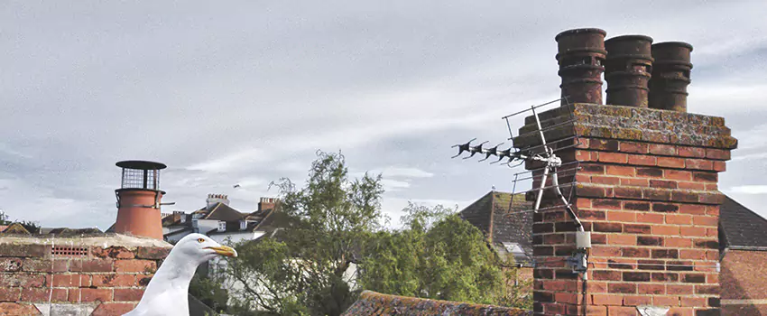 Chimney Cleaning And Restoration in Lamont, California